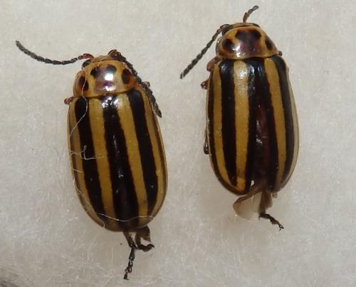 Disonycha sp.